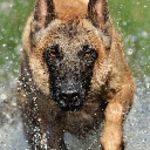 Logo of Belgian Malinois Wallpapers android Application 