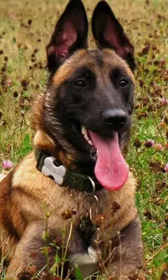 Belgian Malinois Wallpapers android App screenshot 1