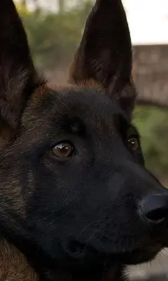 Belgian Malinois Wallpapers android App screenshot 2