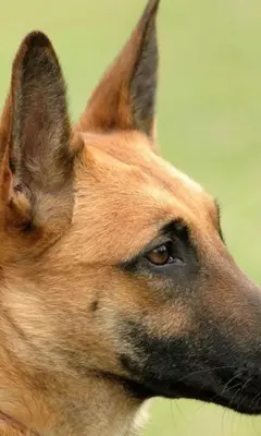 Belgian Malinois Wallpapers android App screenshot 3