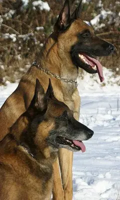 Belgian Malinois Wallpapers android App screenshot 5